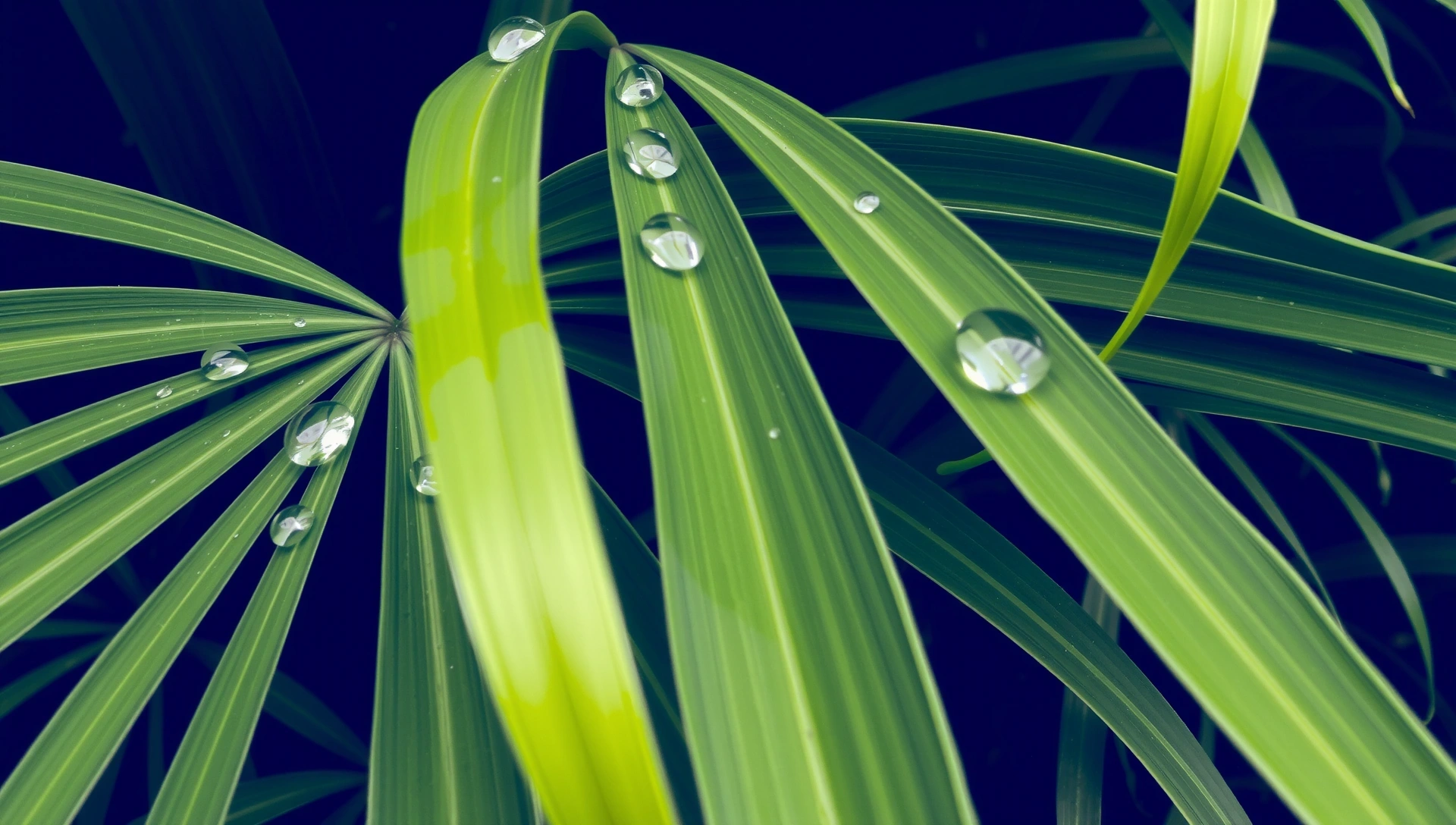 Frunze verzi vibrante și picături de apă cristaline